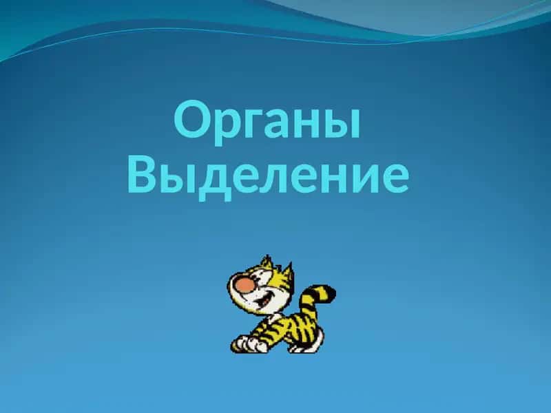 Органы Выделение 1