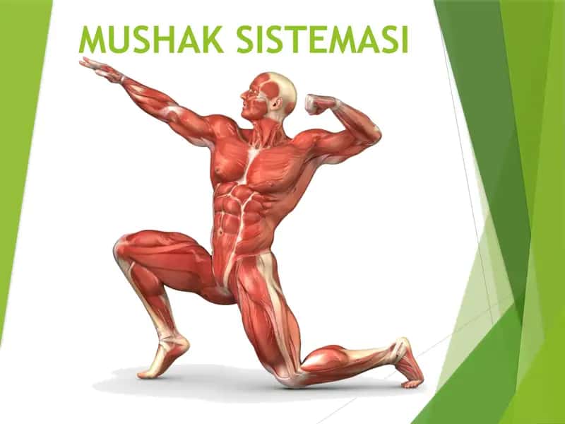 Mushaklar, Mushaklar bilan bog’langan tuzilmalar  Мушаклар Мускуллар Мушаклар билан богланган тузилмалар 1