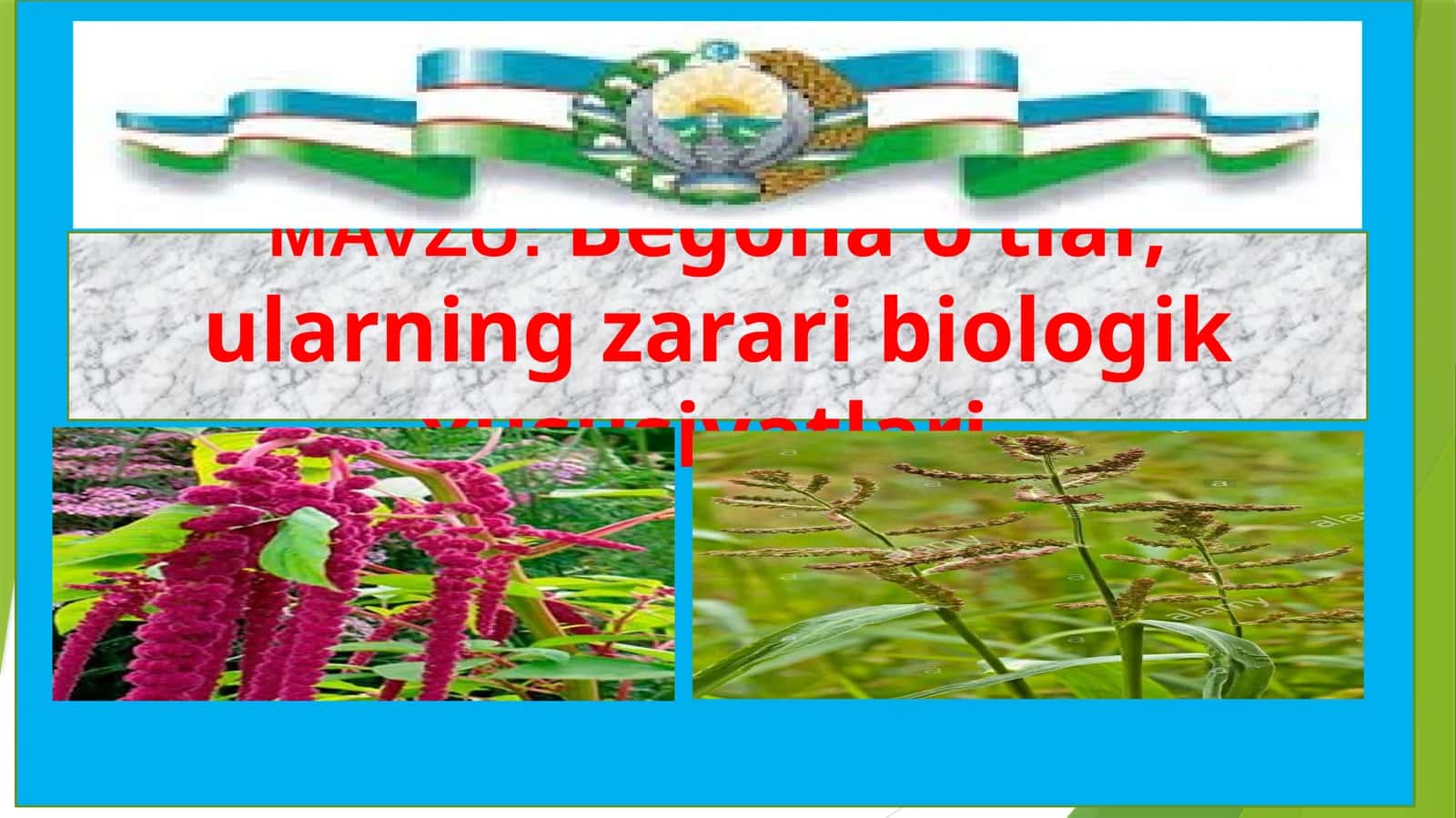 Begona o‘tlar, ularning zarari biologik xususiyatlari 1