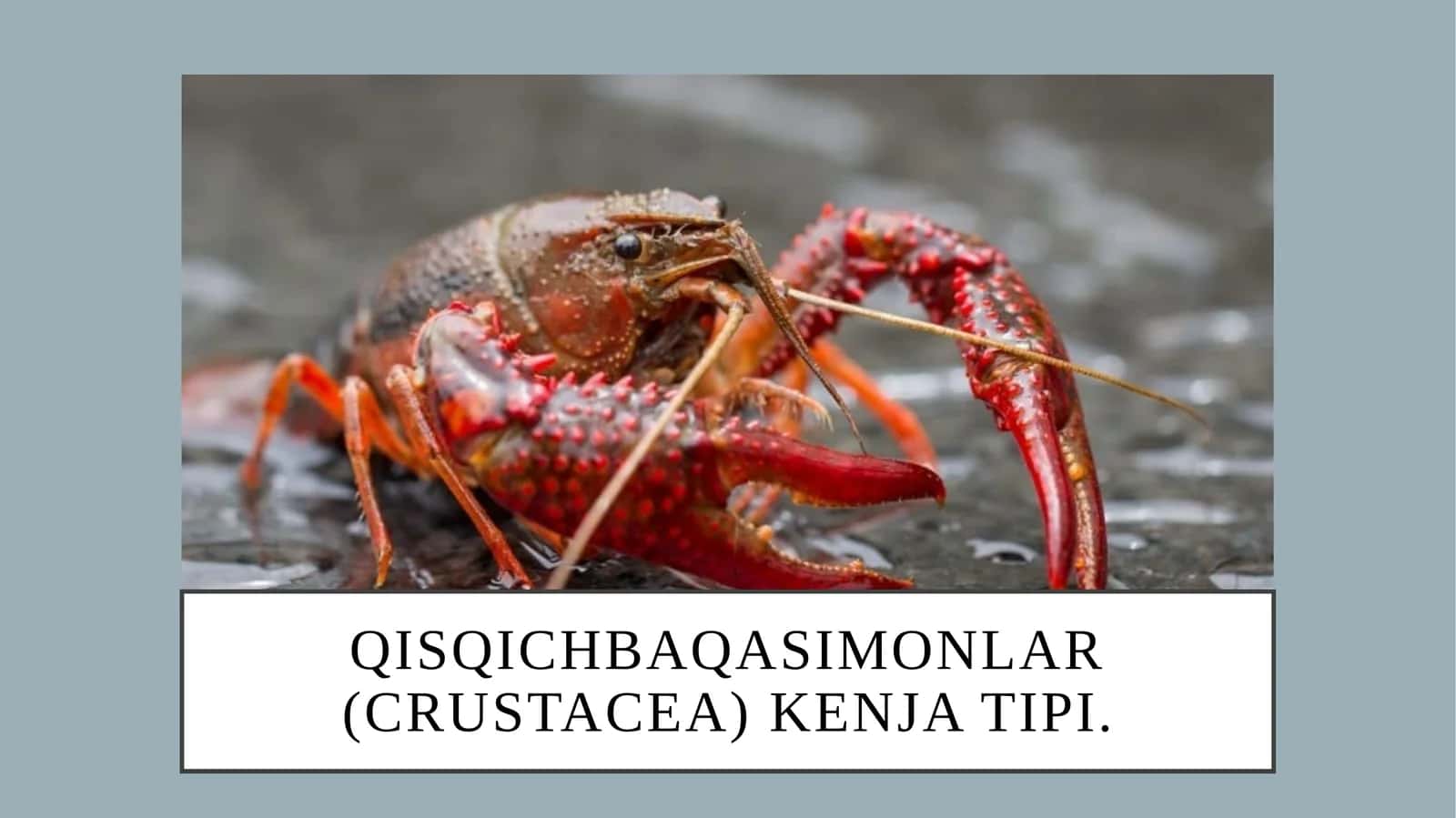 Qisqichbaqasimonlar(crustacea)kenjatipi 1