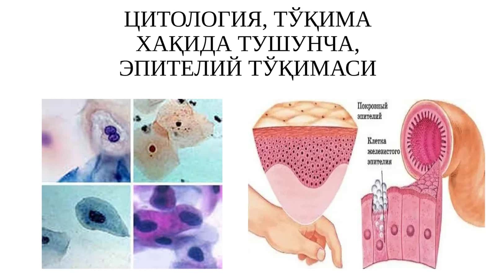 ЦИТОЛОГИЯ,ТЎҚИМА ХАҚИДА ТУШУНЧА,ЭПИТЕЛИЙТЎҚИМАСИ 1