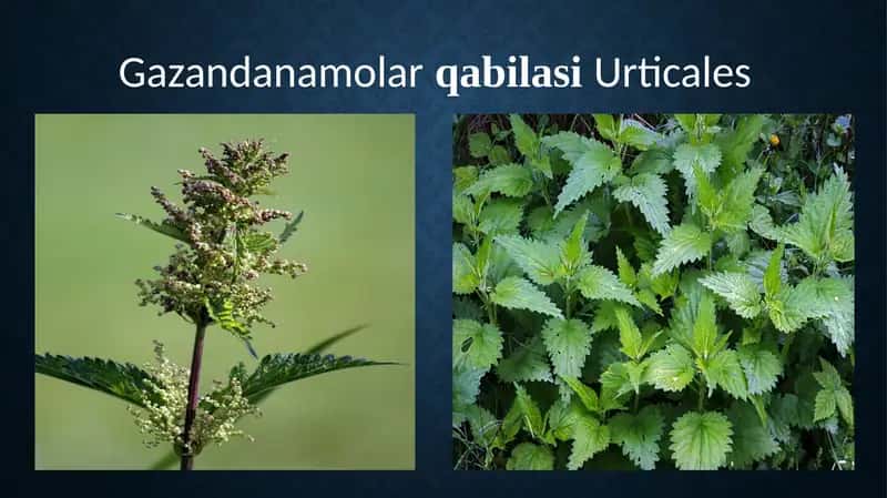 Gazandanamolar qabilasi Urticales 1