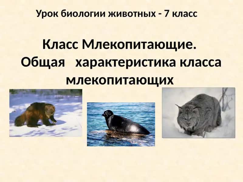 Класс Млекопитающие 1