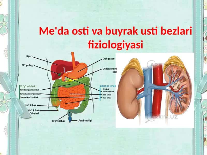 Me'da osti va buyrak usti bezlari fiziologiyasi 1