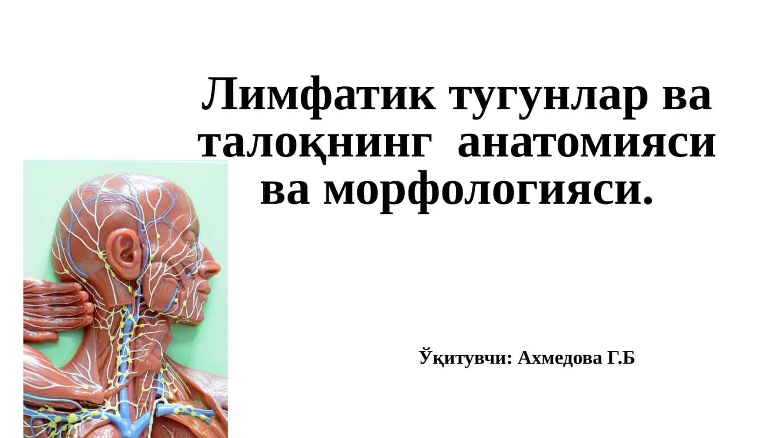 Лимфатик тугунлар ва талоқнинг анатомияси ва морфологияси 1