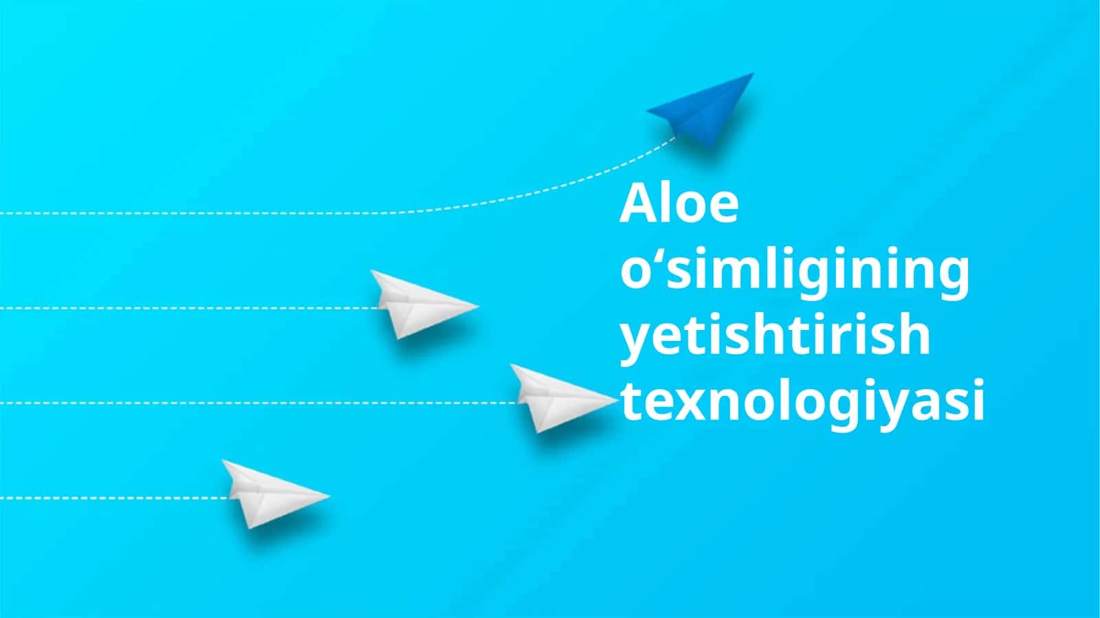 Aloe oʻsimligining yetishtirish texnologiyasi 1