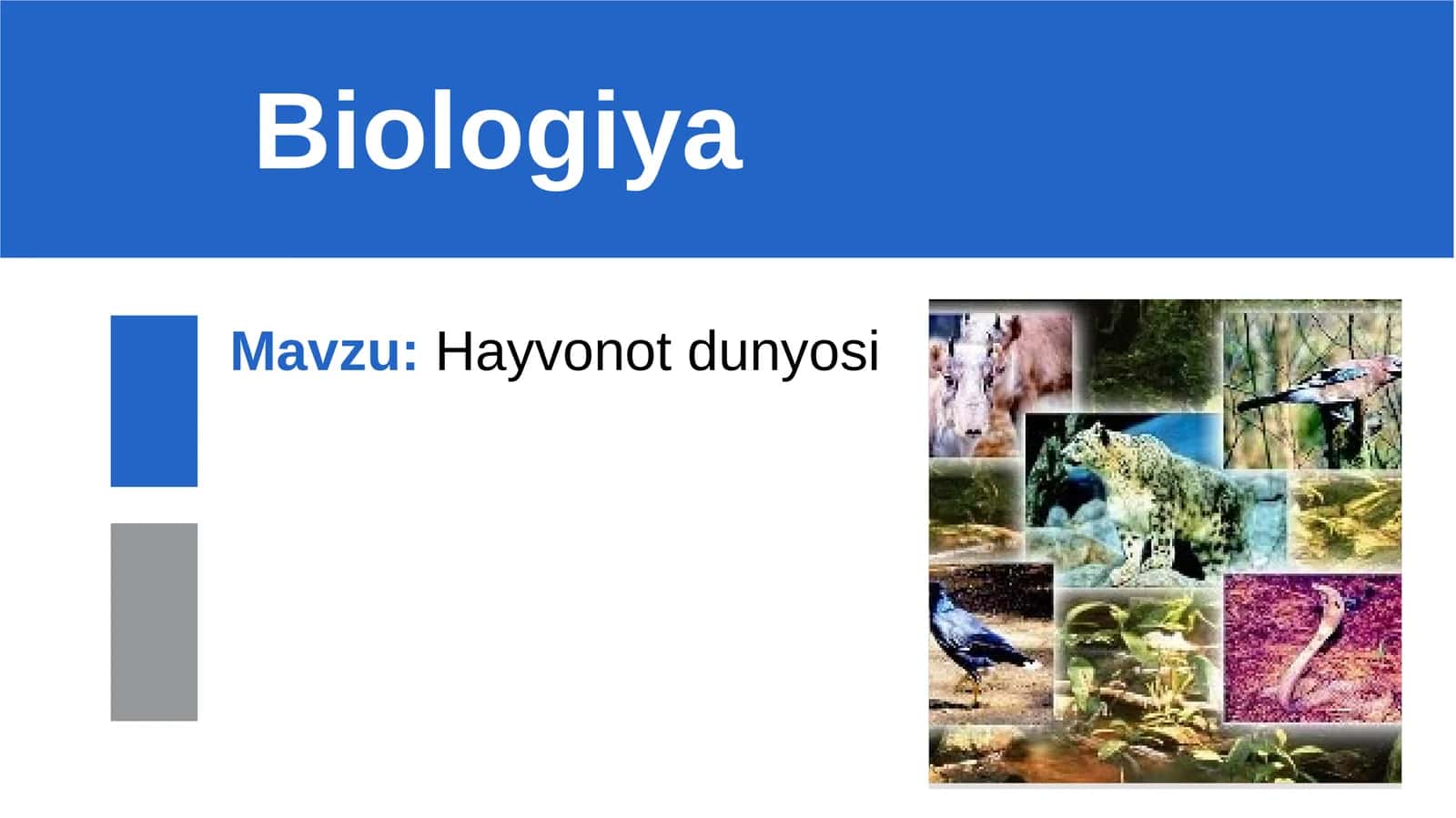 Hayvonotdunyosi 1