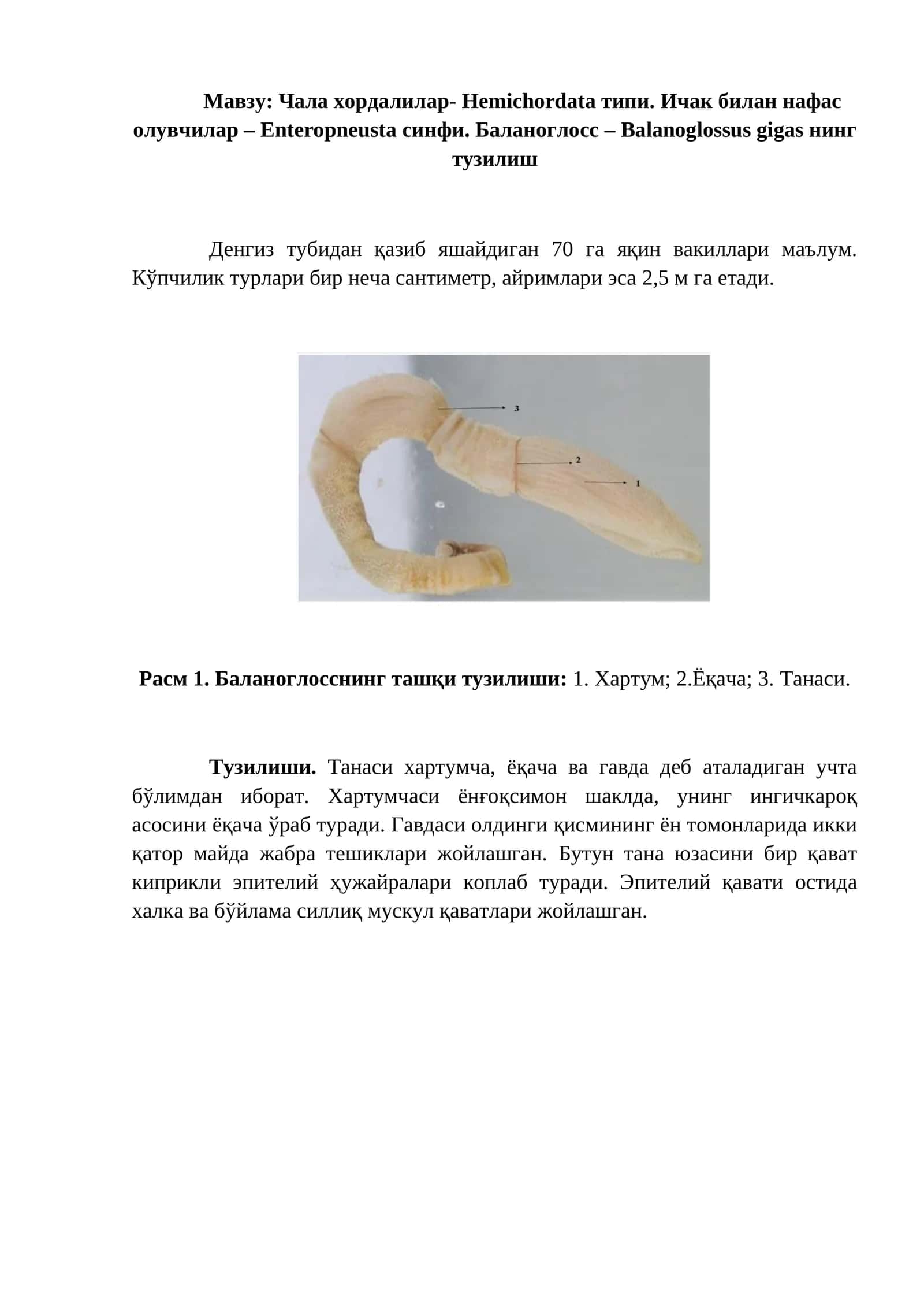 Чала хордалилар-Hemichordata типи 1
