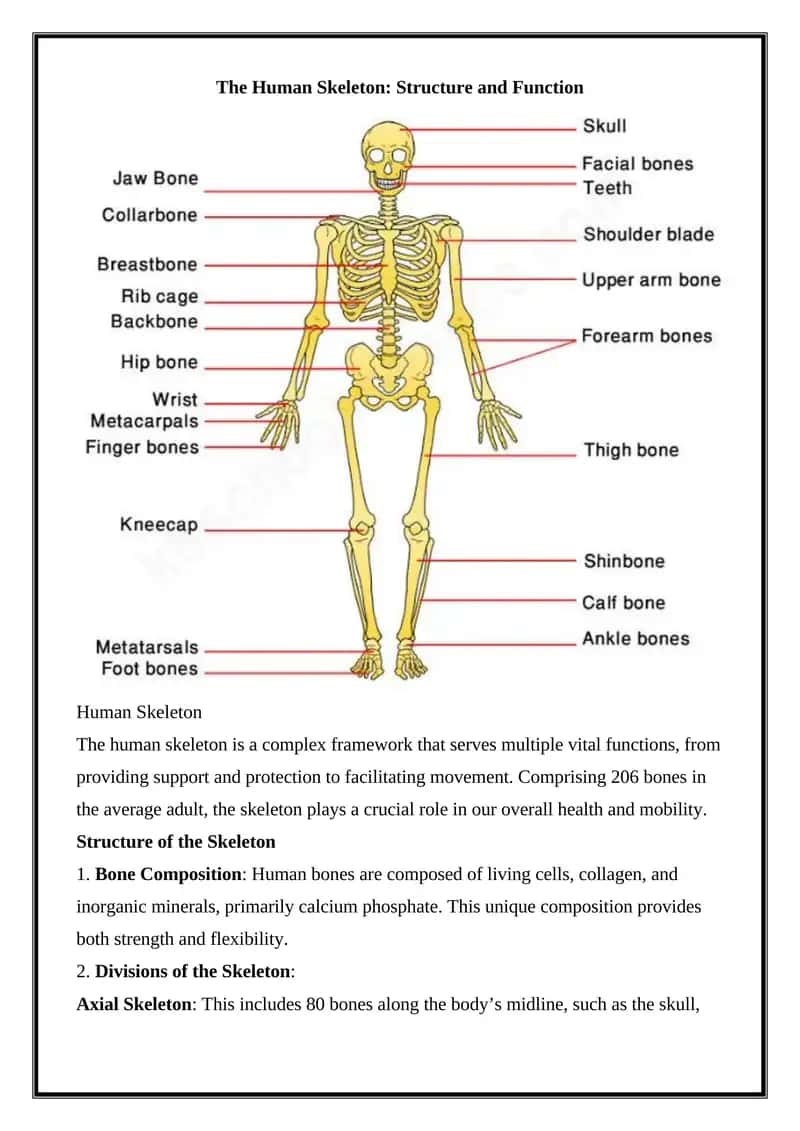 Human Skeleton 1