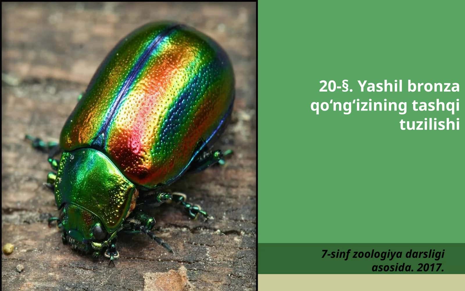 7-sinf Zoologiya 'Yashil bronza qo'ng'izining tashqi tuzilishi' ko'rgazma 1