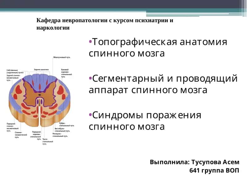 Топографическая анатомия спинного мозга 1