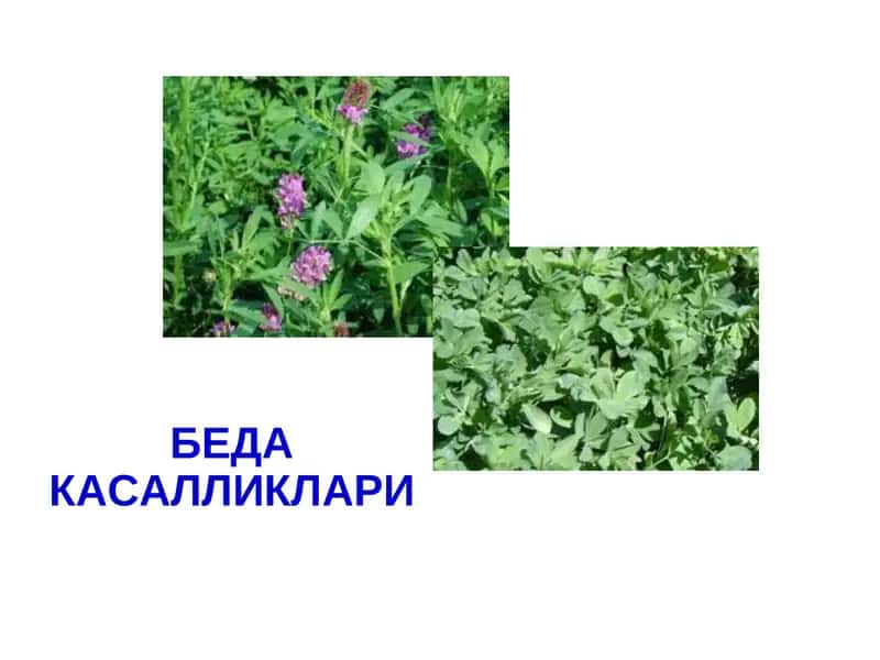 Беда Касалликлари 1