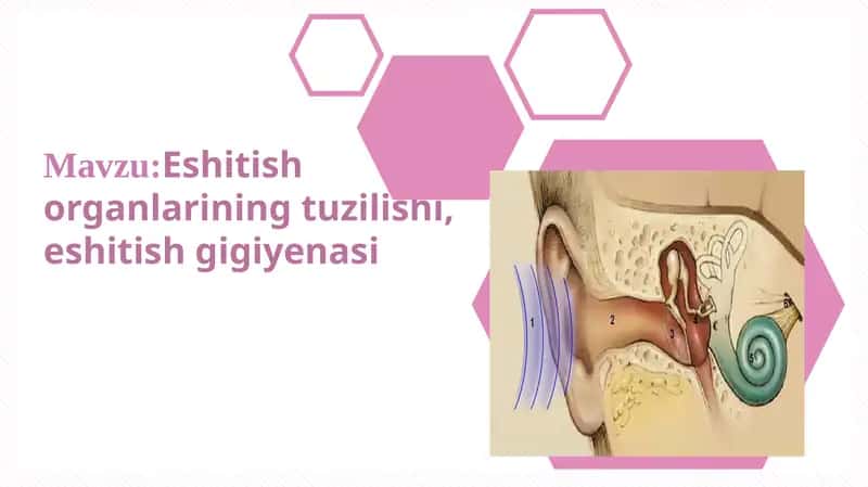 Eshitish organi. Quloqning tuzilishi 1