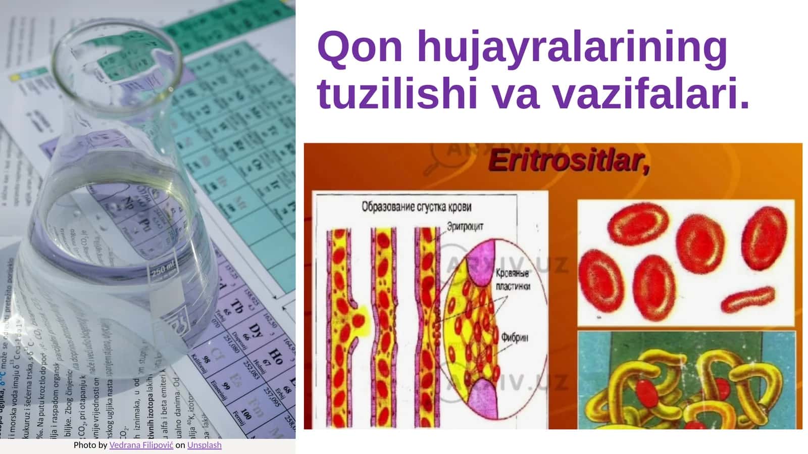 Qon hujayralarining tuzilishi va vazifalari 1