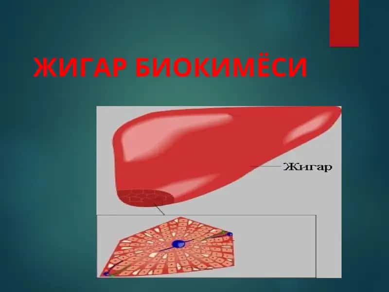 Jigar biokimyosi 1