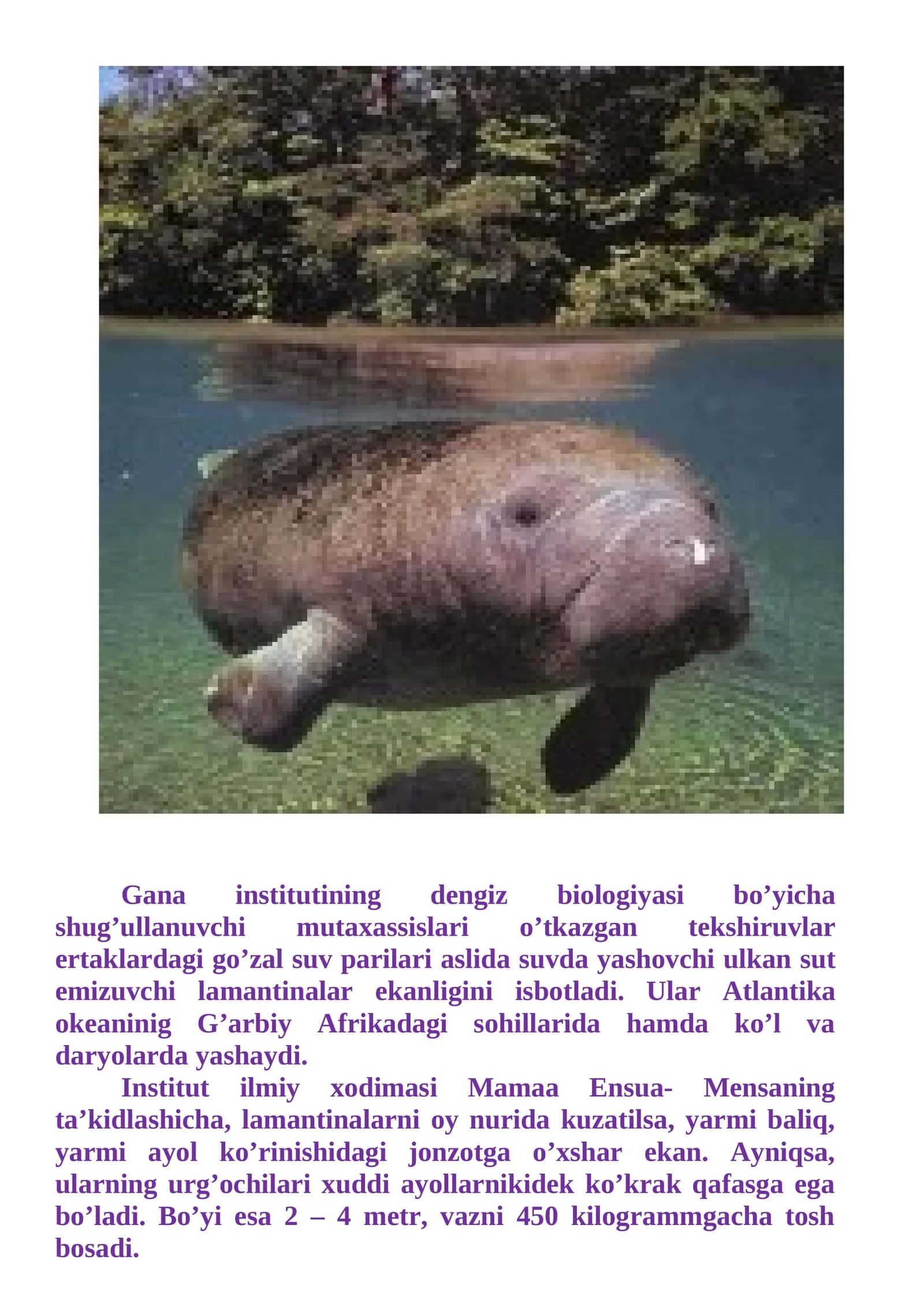 Atlantika okeanidagi lamantinalar 1