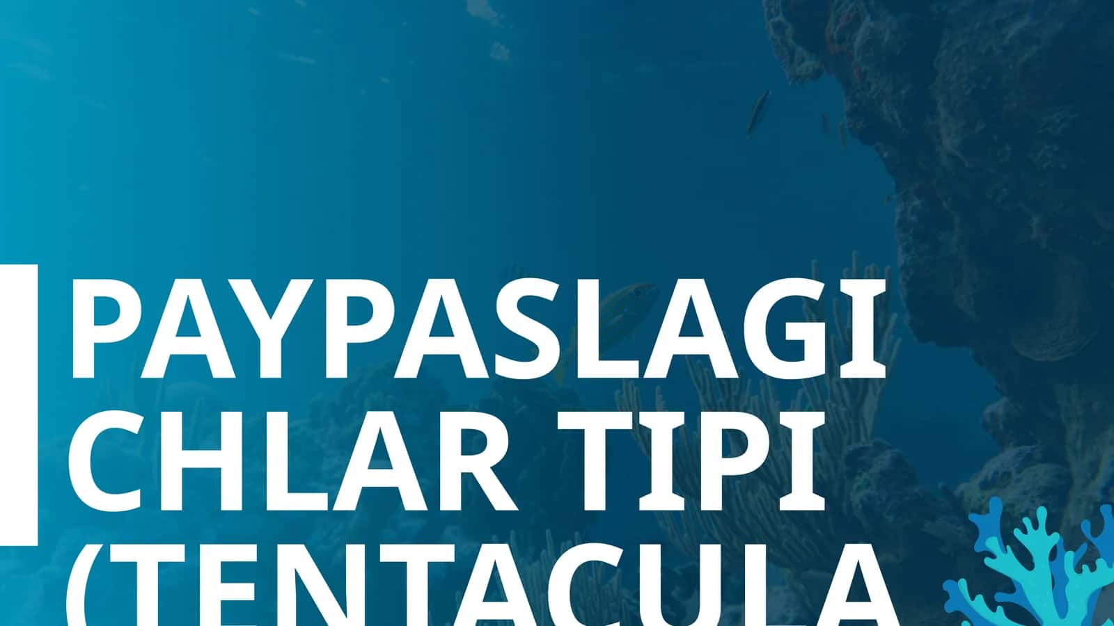 PAYPASLAGICHLAR TIPI (TENTACULATA) 1