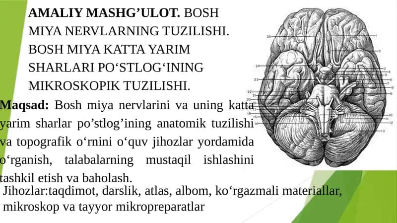 BOSH MIYA NERVLARNING TUZILISHI. BOSH MIYA KATTA YARIM SHARLARI PO‘STLOG‘INING MIKROSKOPIK TUZILISHI. 1