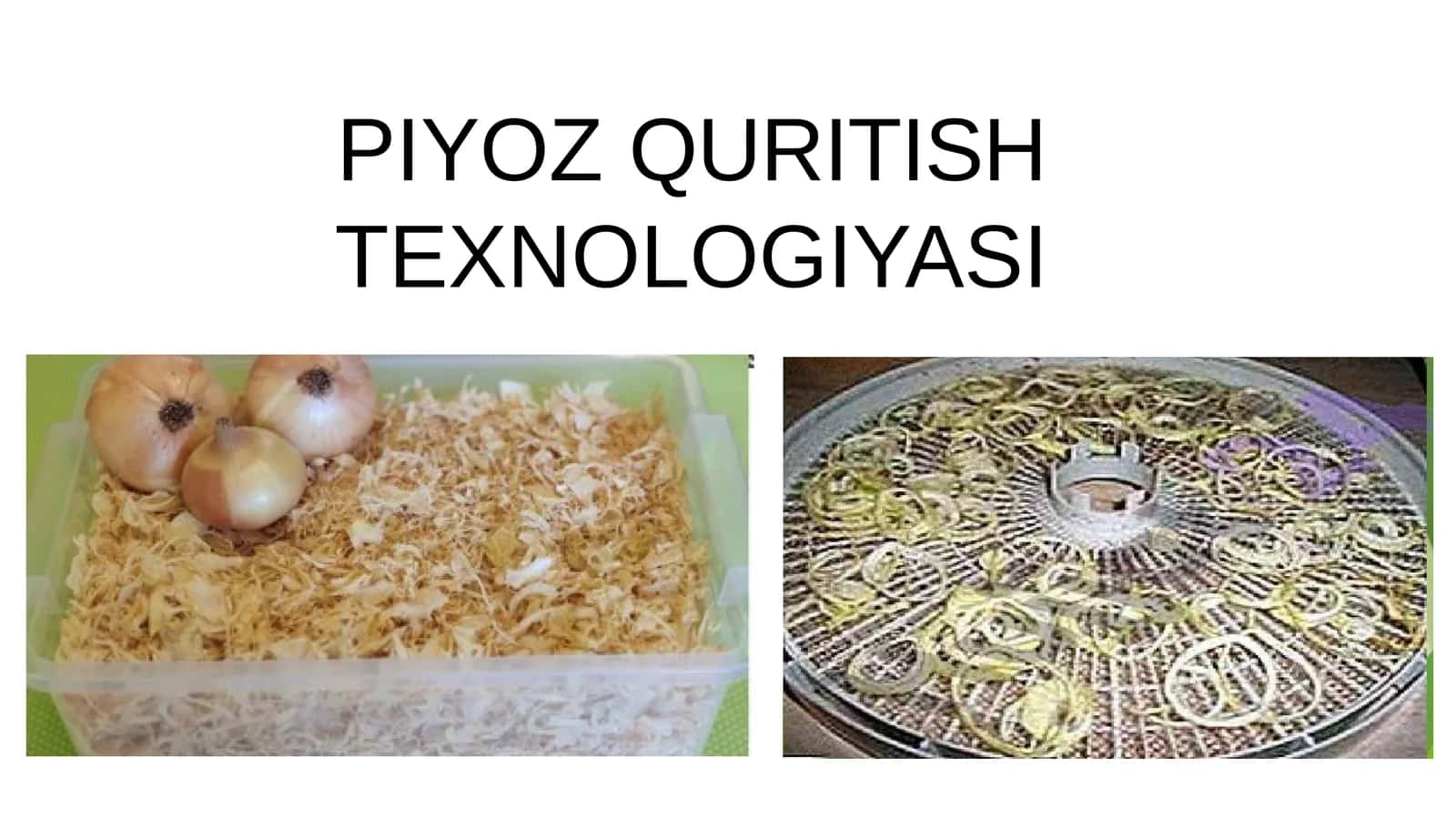 Piyoz quritish texnalogyayasi 1