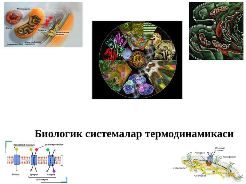 Биологик системалар термодинамикаси 1