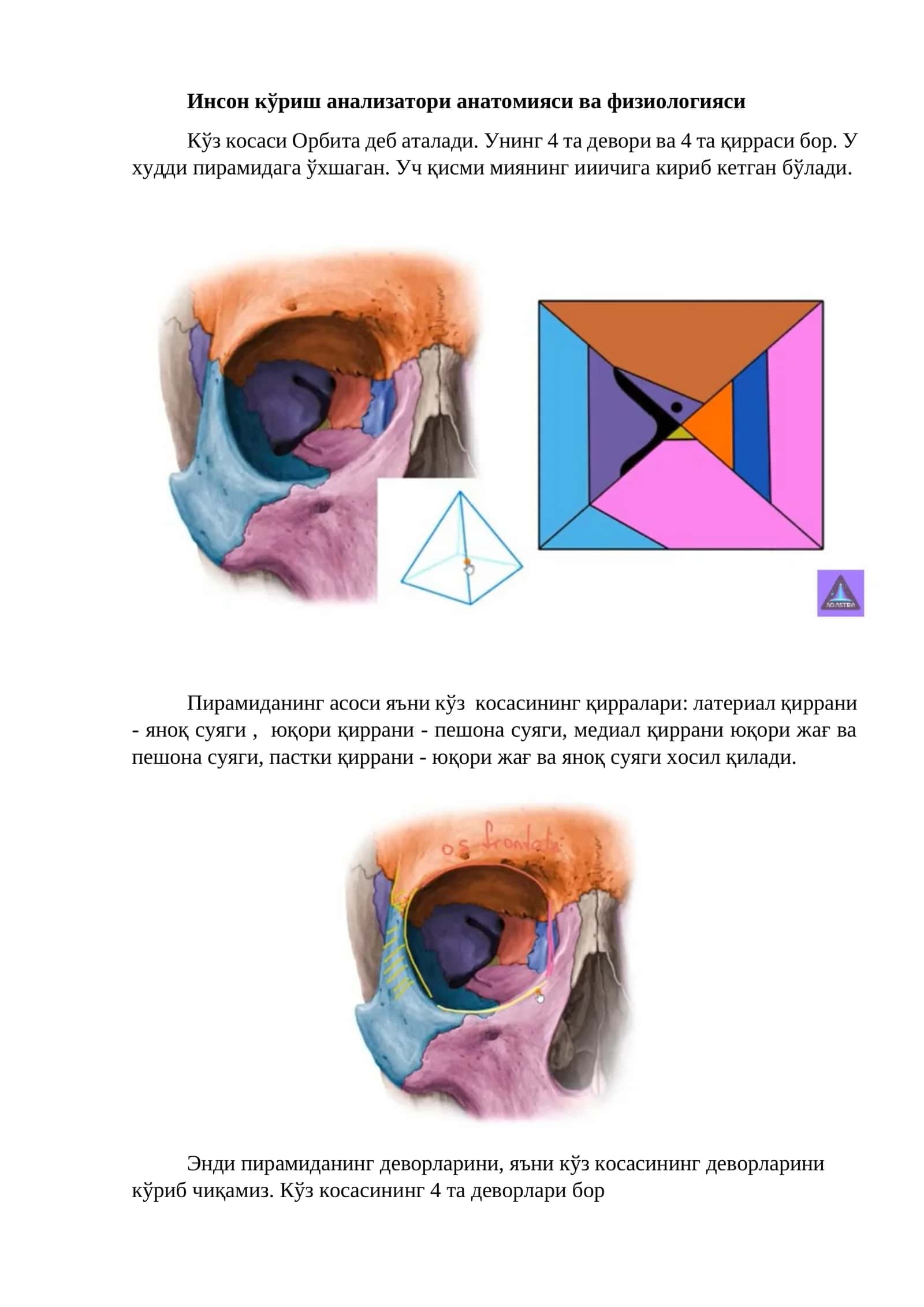 Инсон кўриш анализатори анатомияси ва физиологияси 1