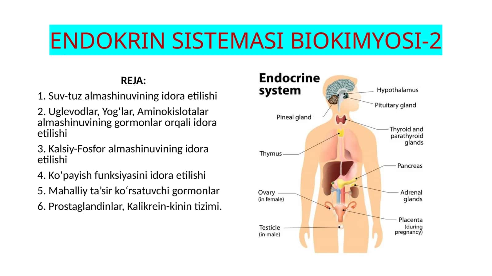 ENDOKRIN SISTEMASI BIOKIMYOSI-2 1