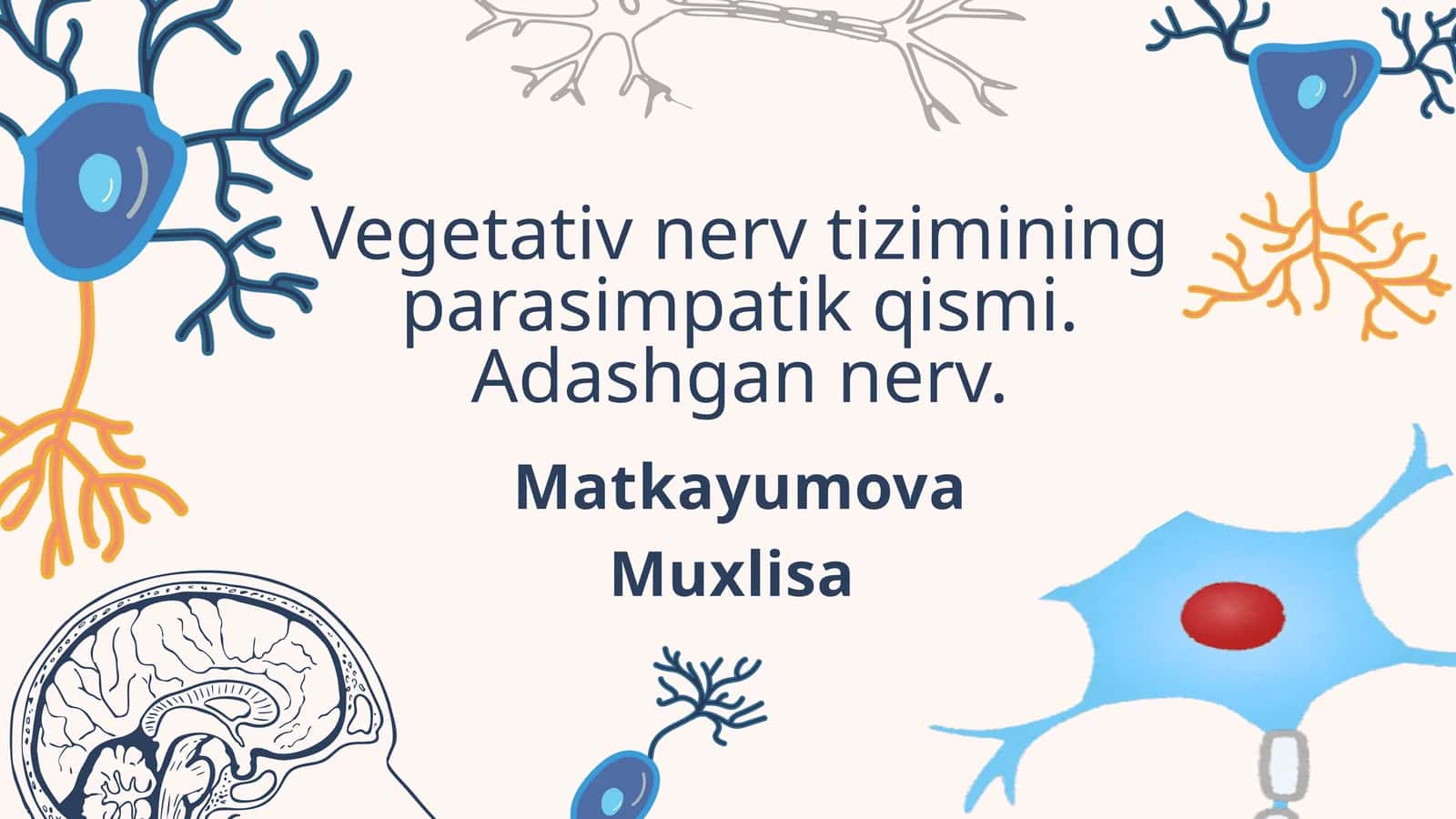 Parasimpatik nervlar 1