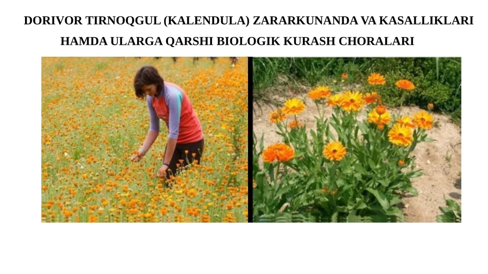 Kalendula ZARARKUNANDA VAKASALLIKLARI 1