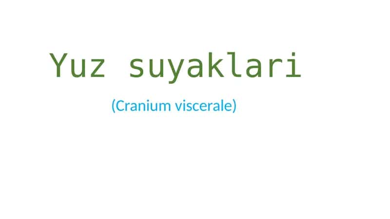 Yuz suyaklari (Cranium viscerale) 1