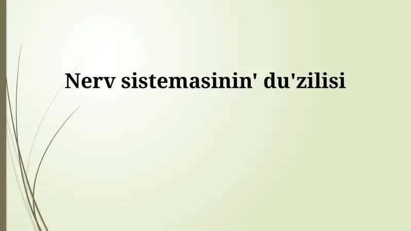 Nerv sistemasının' du'zilisi 1