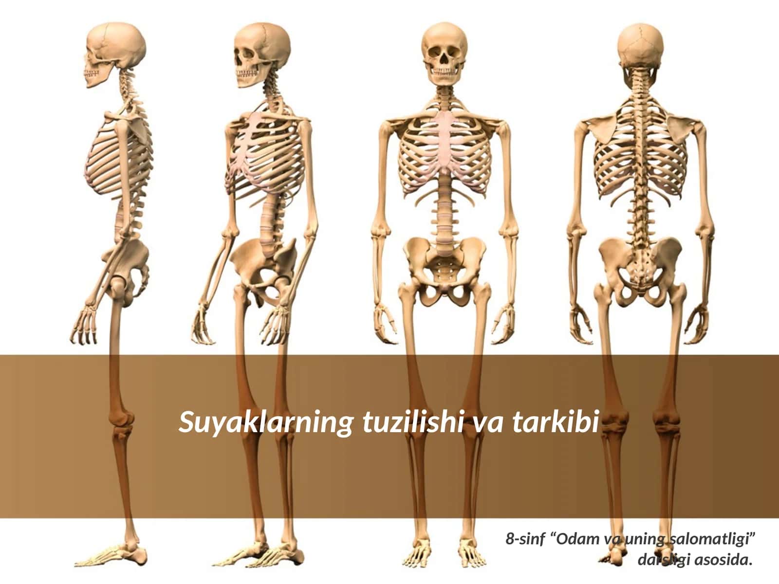 Suyaklarning tuzilishi va tarkibi 1