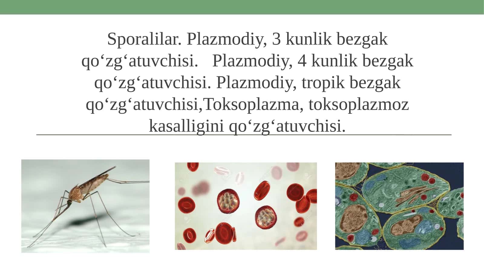 Sporalilar. Plazmodiy, 3 kunlik bezgak qo‘zg‘atuvchisi. Plazmodiy, 4 kunlik bezgak qo‘zg‘atuvchisi.Plazmodiy, tropik bezgak qo‘zg‘atuvchisi,Toksoplazma, toksoplazmoz kasalligini qo‘zg‘atuvchisi 1