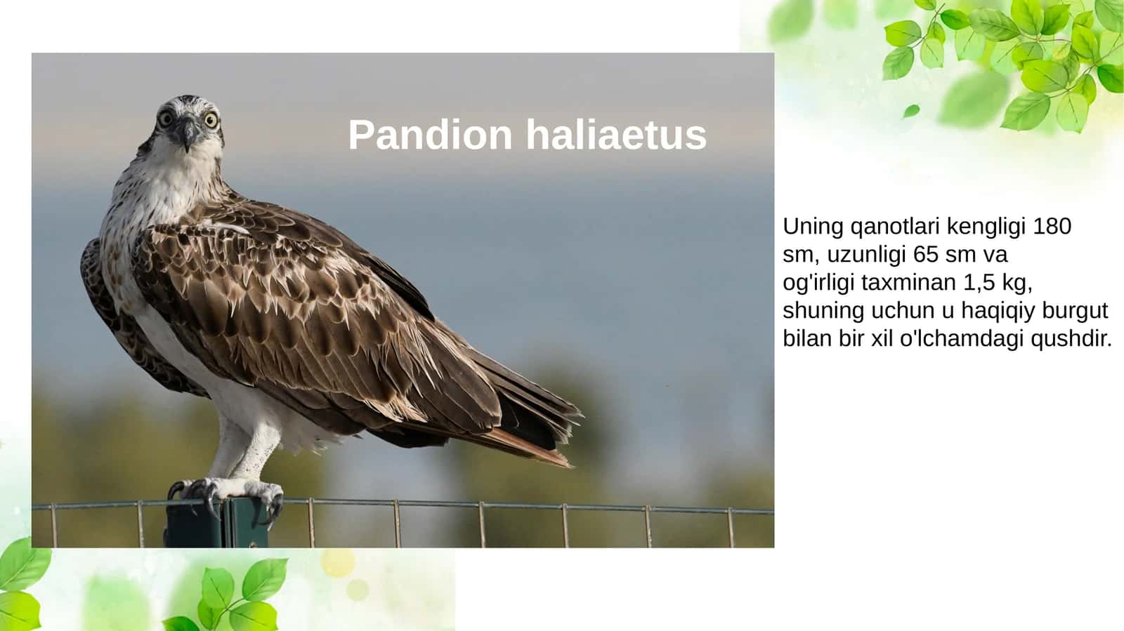 Pandion haliaetus 1