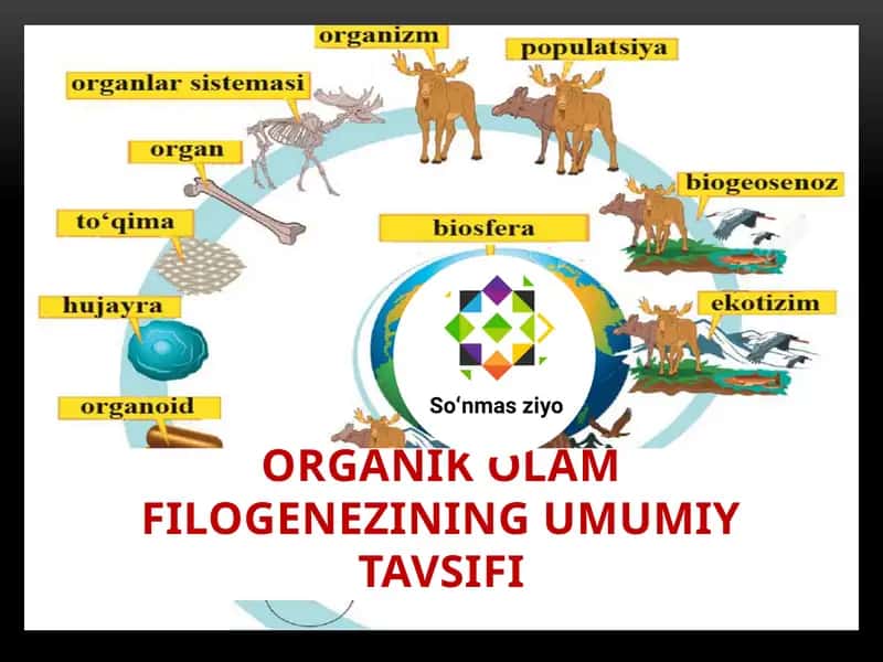 Organik olam filogenezining umumiy tavsifi 1
