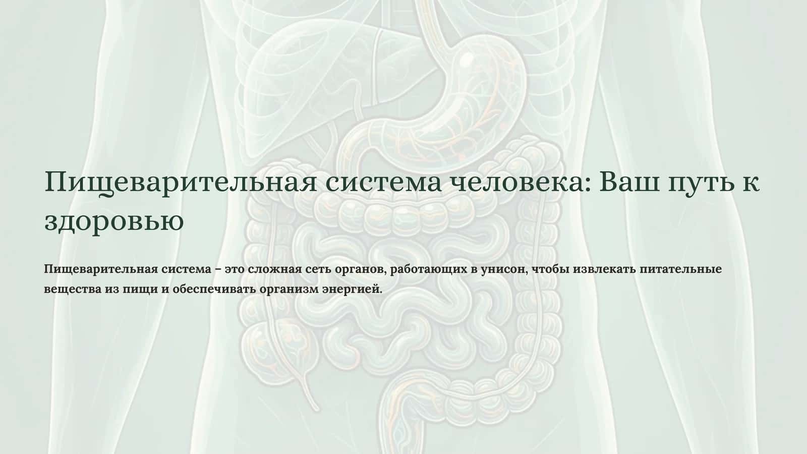 Пищеварительная система человека: Ваш путь к здоровью 1