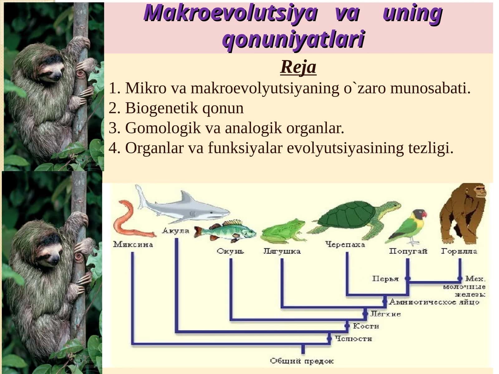 Makroevolutsiya va uning qonuniyatlari 1