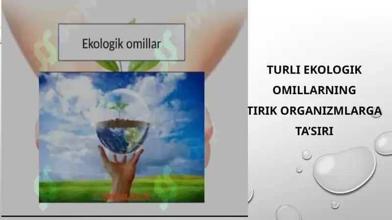 Turli ekologik omillarning Tirik organizmlarga ta’siri 1