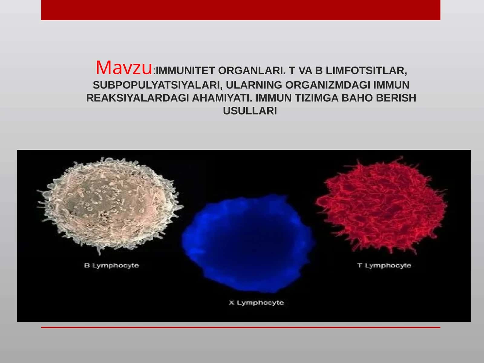 IMMUNITET ORGANLARI. T VA B LIMFOTSITLAR, SUBPOPULYATSIYALARI, ULARNING ORGANIZMDAGI IMMUNREAKSIYALARDAGI AHAMIYATI. IMMUN TIZIMGA BAHO BERISH USULLARI 1