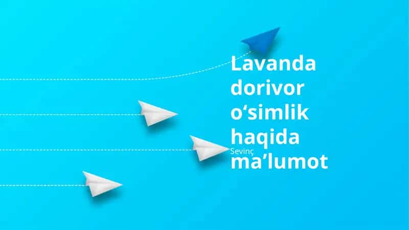 Lavanda Yetishtirish va Parvarishi 1