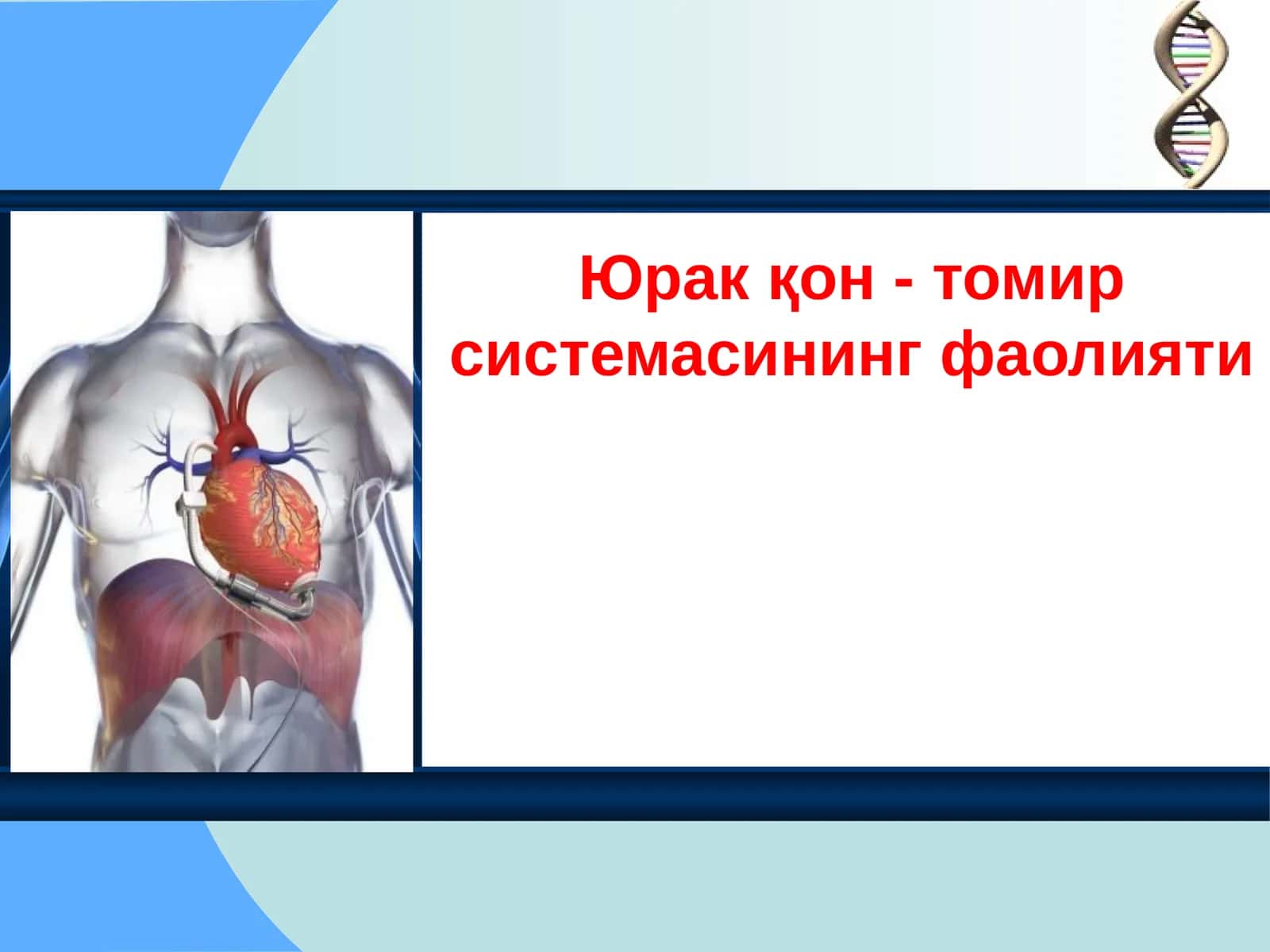 Юрак қон - томир системасининг фаолияти 1