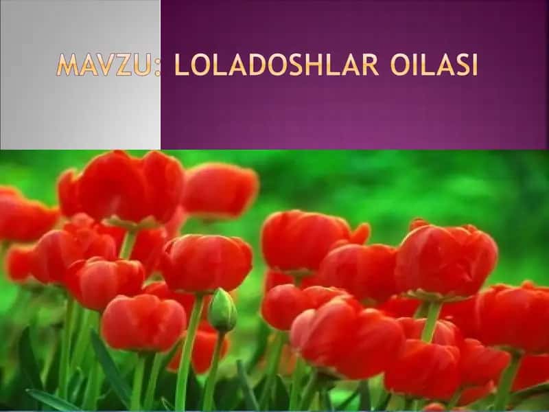 Loladoshlar oilasi va ularning hayot bosqichi 1