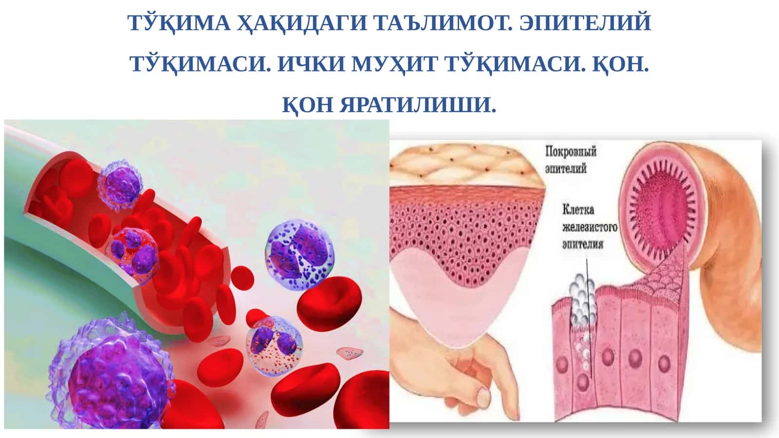 Гистология 1