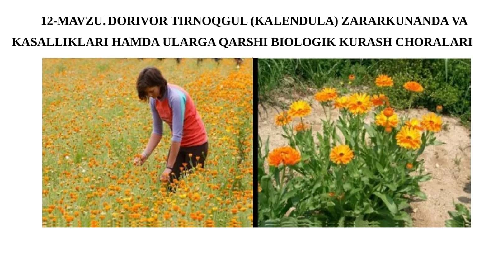 DORIVOR TIRNOQGUL (KALENDULA) ZARARKUNANDA VAKASALLIKLARI HAMDAULARGA QARSHIBIOLOGIKKURASH CHORALARI 1