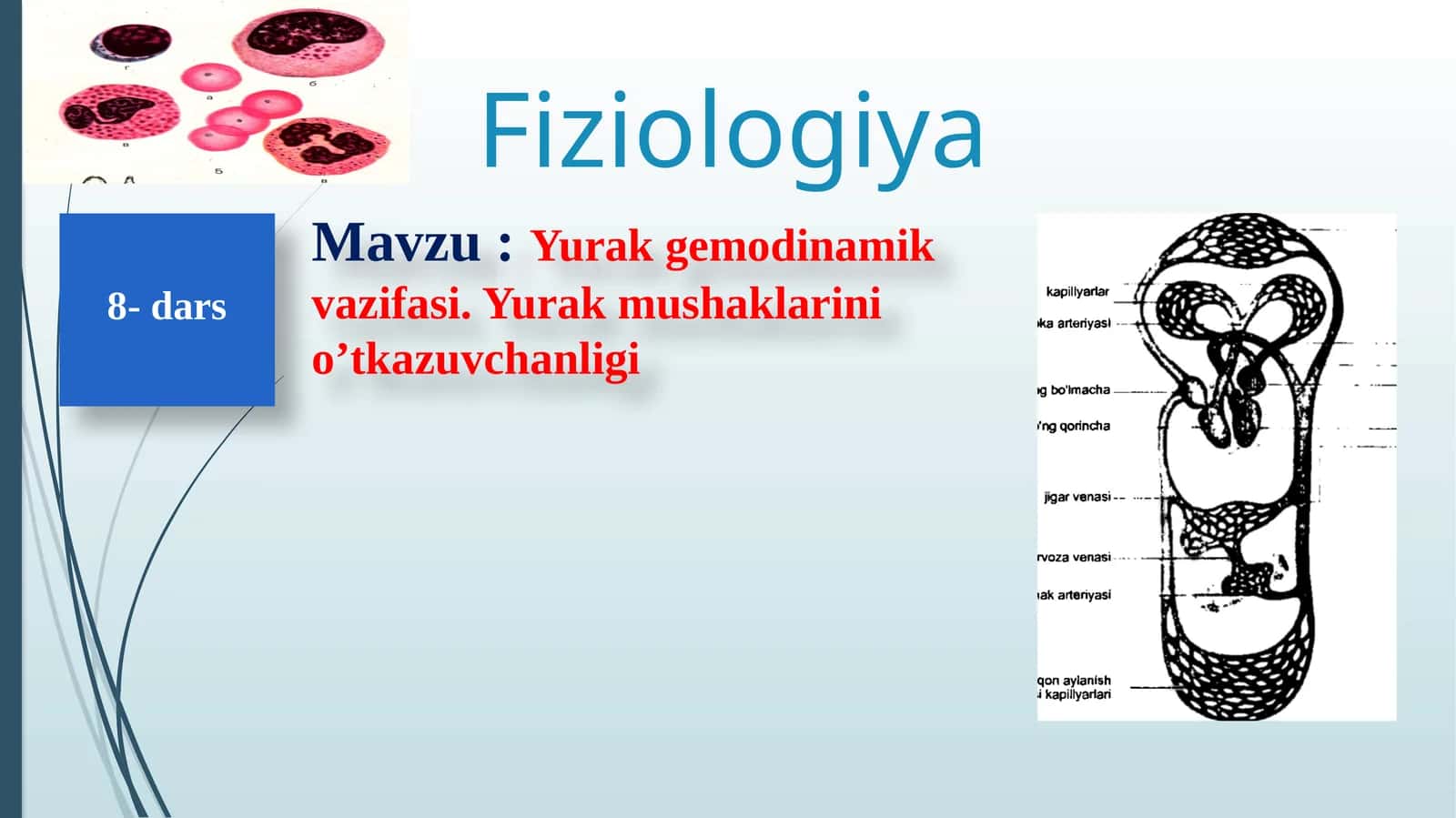 Yurak Qon-Tomirlar Fiziologiyasi 1