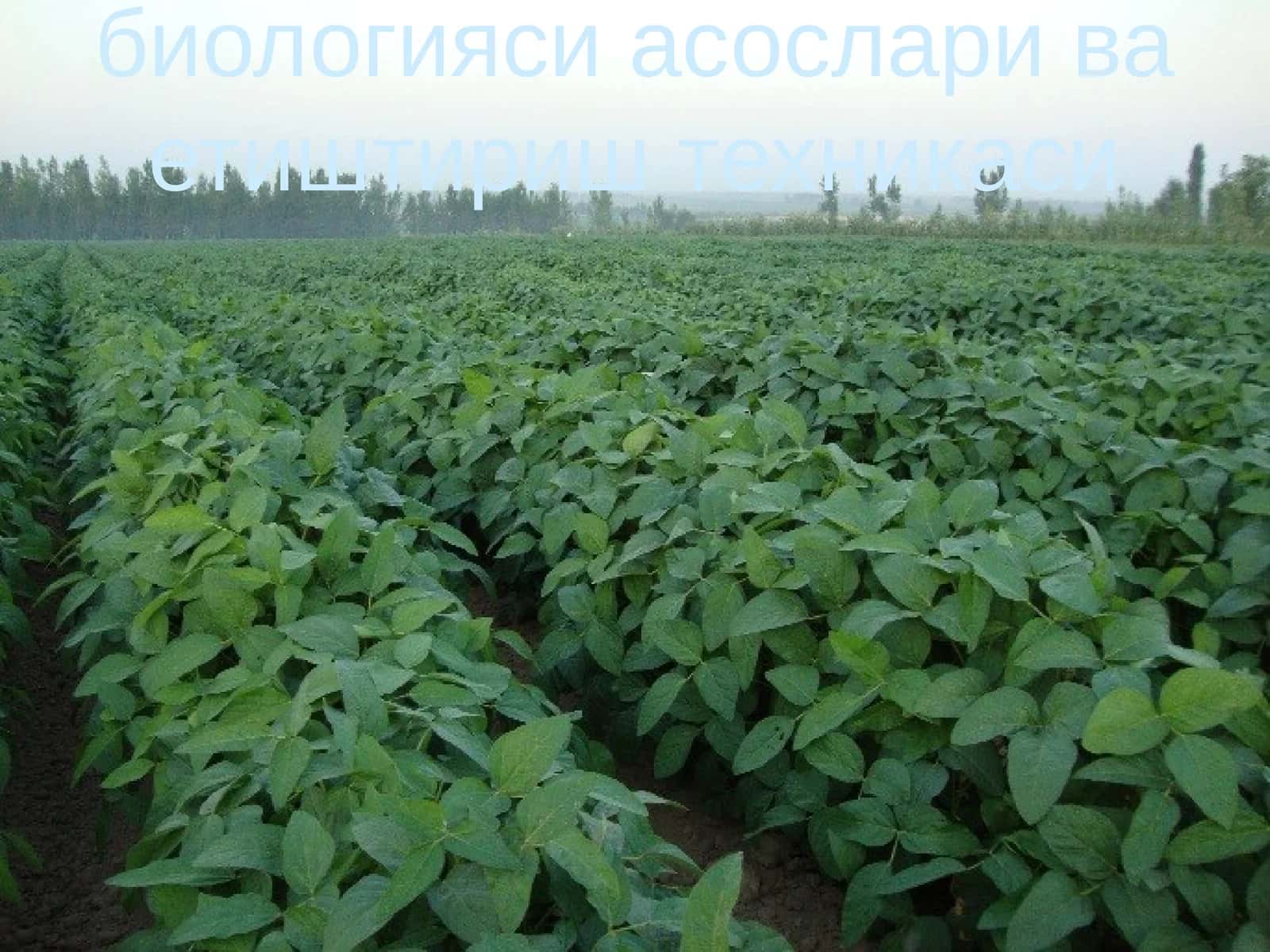 Соя етиштиришнинг биологияси асослари ва етиштириш техникаси 1