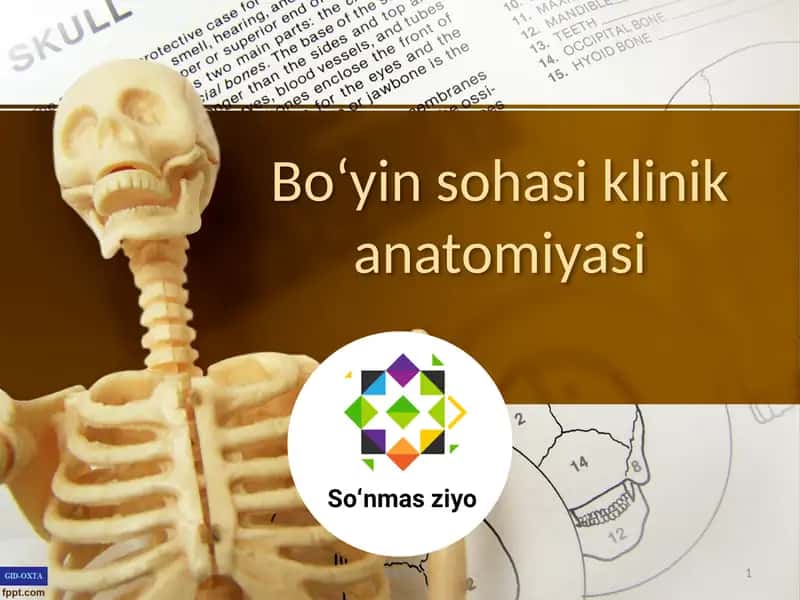 Boʻyin sohasi klinik anatomiyasi 1
