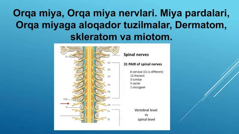 Orqa miya, Orqa miya nervlari. Miya pardalari, Orqa miyaga aloqador tuzilmalar, Dermatom, skleratom va miotom. 1