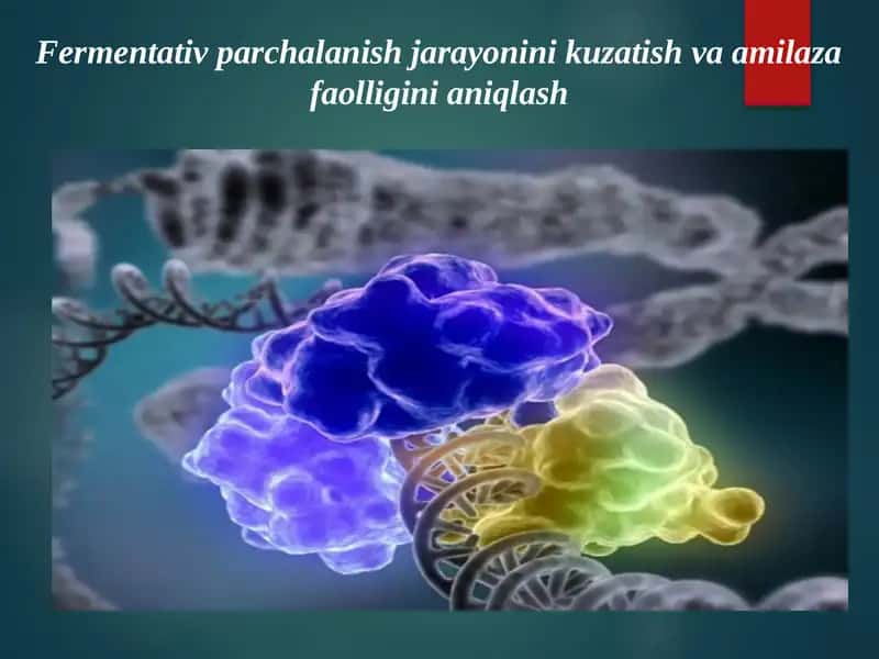 Fermentativ parchalanish jarayonini kuzatish va amilaza faolligini aniqlash 1