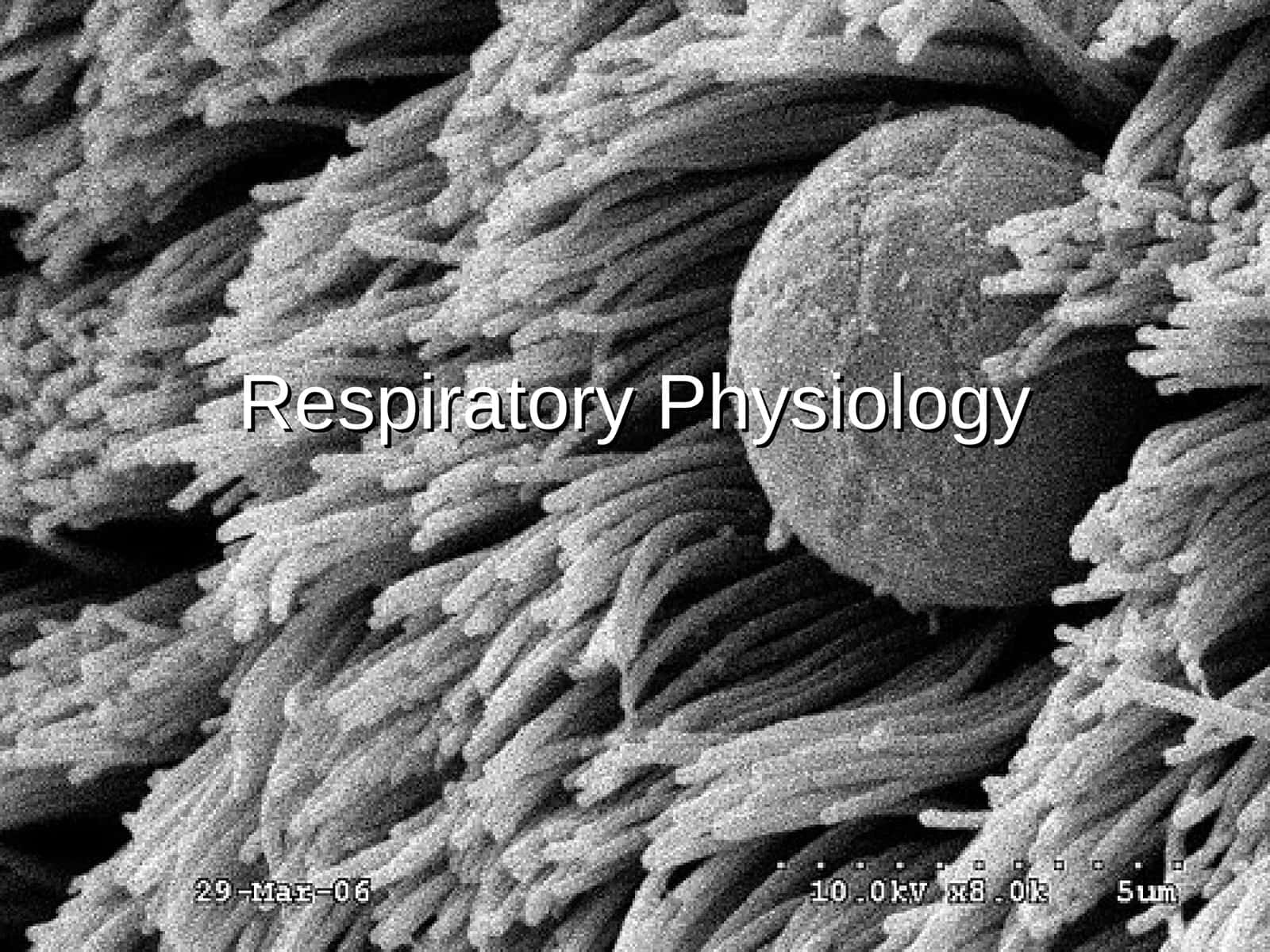 Respiratory Physiology Lecture Outline 1