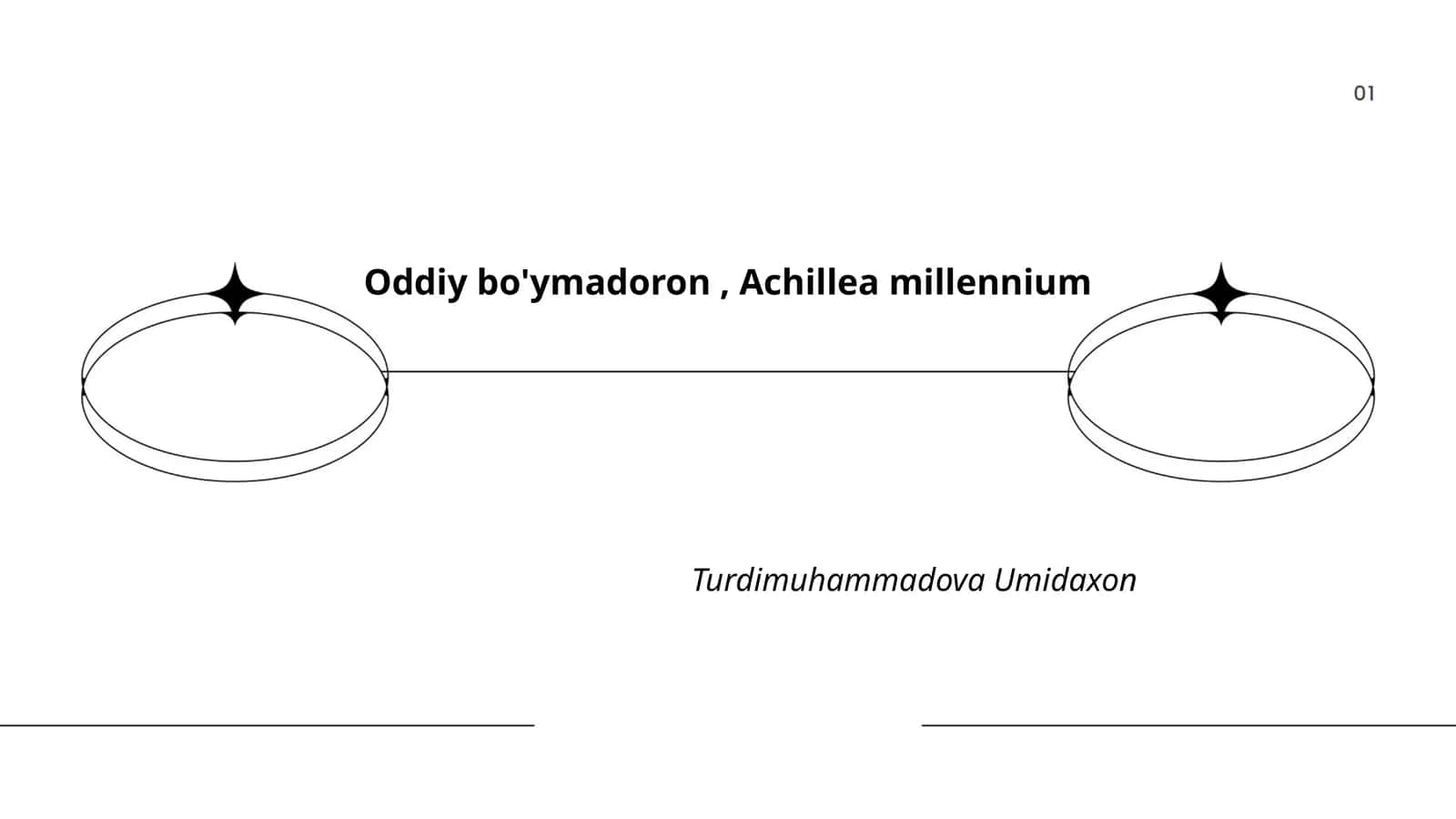 Oddiy bo'ymadoron, Achillea millennium 1